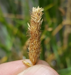 Bolboschoenus glaucus image