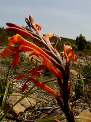 Watsonia zeyheri