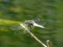 Libellula fulva