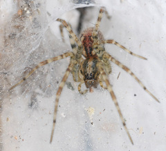 Tegenaria ferruginea