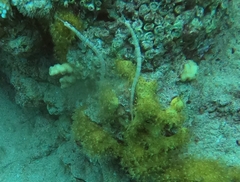 Corythoichthys schultzi