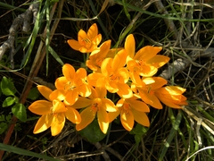Crocus vitellinus