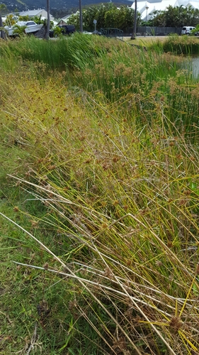 Pycreus polystachyos image