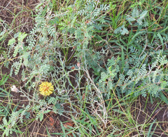 Prosopis strombulifera