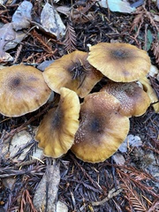 Armillaria nabsnona
