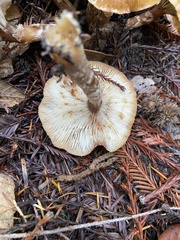 Armillaria nabsnona