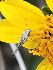 Scythrididae
