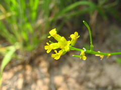 Barbarea