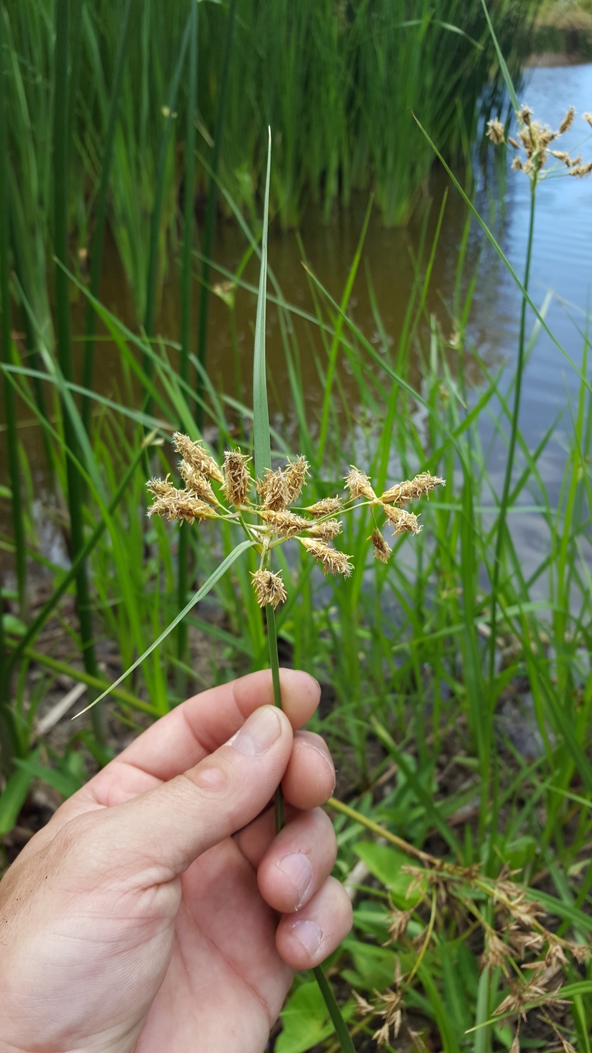 (c) François Rousseu, certains droits réservés (CC BY-NC) https://www.inaturalist.org/observations/143737708