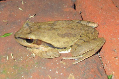 Brown Blotched Bengal Tree Frog photo 4