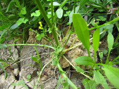 Barbarea