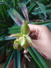 Phragmipedium longifolium