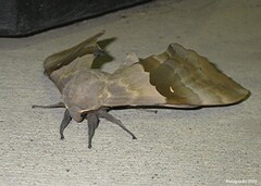 Pachysphinx modesta