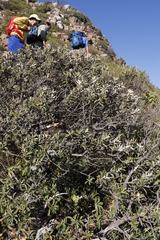 Tarchonanthus littoralis