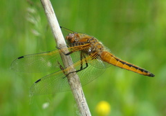 Libellula fulva