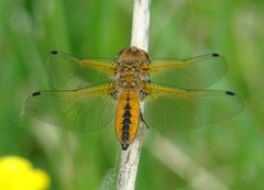 Libellula fulva