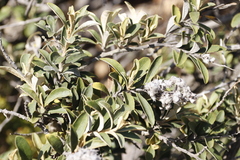 Tarchonanthus littoralis