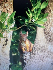 Sciurus vulgaris