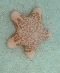 Choriaster granulatus