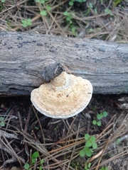 Perenniporia