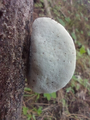 Perenniporia