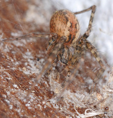 Tegenaria ferruginea