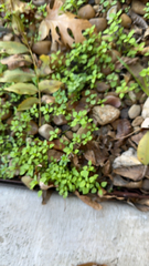 Pilea microphylla