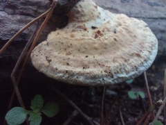 Perenniporia