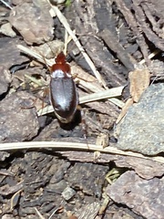 Calathus ruficollis