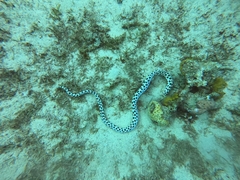 Myrichthys maculosus