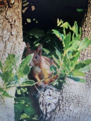 Sciurus vulgaris