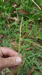 Setaria geminata