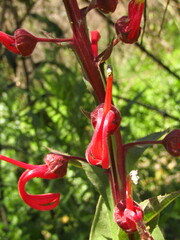 Lobelia tupa