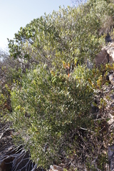 Olea exasperata