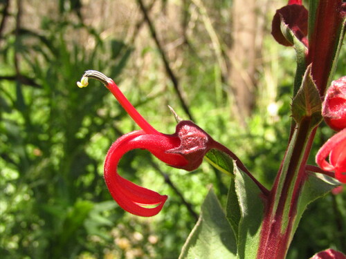 Image of Lobelia tupa by (c) Bruno Avilez, some rights reserved (CC BY)