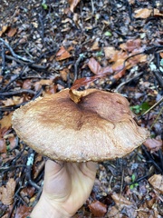 Aureoboletus flaviporus