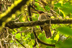 Cichlopsis leucogenys