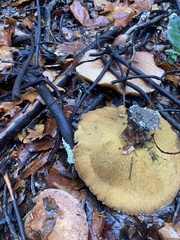 Aureoboletus flaviporus