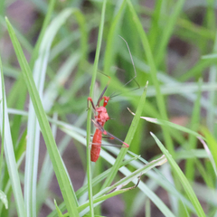 Ricolla quadrispinosa
