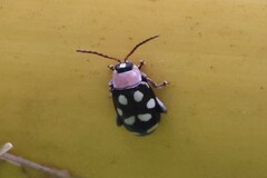Omophoita