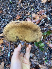 Aureoboletus flaviporus