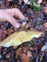 Aureoboletus flaviporus