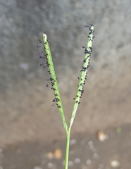 Paspalum distichum