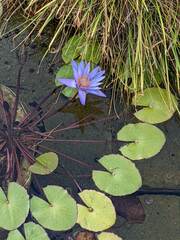 Nymphaea