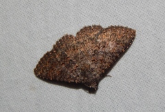Polydesma umbricola