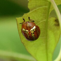 Chelymorpha cribraria