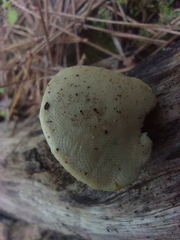Perenniporia