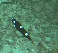 Bodianus axillaris