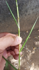 Paspalum distichum