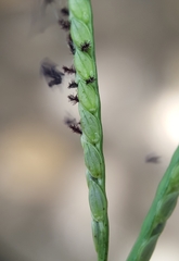 Paspalum distichum